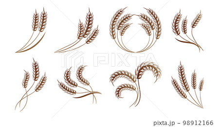Set of spikelets of wheat, rye, barley. Brown design. Decor elements, logos, icons, vector 98912166