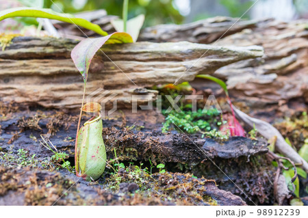 Carnivorous pitcher plants or monkey cups in the garden 98912239
