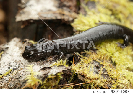 Closeup on a black adult of the endangered Del Norte salamander, Plethodon elongatus Closeup on a black adult of the endangered Del Norte salamander, Plethodon elongatus 98913003