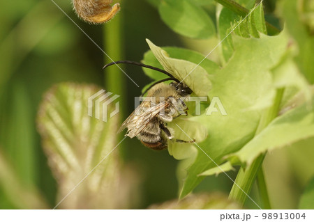Closeup on a male Longhorn solitary bee, Eucera, sipping nectar from a a green fodding pea,Lathyrus annuus, flower. Closeup on a male Longhorn solitary bee, Eucera, sipping nectar from a a green fodding pea,Lathyrus annuus, flower. 98913004