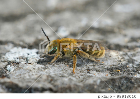 Close up of a colorful female of the small golden furrow bee, Halictus subauratus sitting on wood 98913010