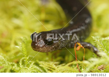 Facial closeup on an endangered Del Norte Salamander , Plethodon elongatus, in North California 98913012