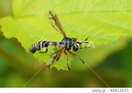 Closeup on the odd looking waisted beegrabber, Physocephala rufipes sitting on a green leaf 98913013