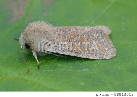 Detailed closeup on the European light brown colored small quaker owlet moth, Orthosia cruda, sitting on a green leaf 98913015