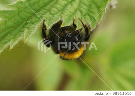 Closeup on a buff-tailed bumblebee, Bombus terrestris, hanging down on a green nettle leaf 98913016