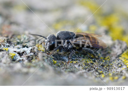 Closeup of a Mediterranean black cleptoparasite cuckoo dark bee, Stelis simillima,  sitting on wood 98913017