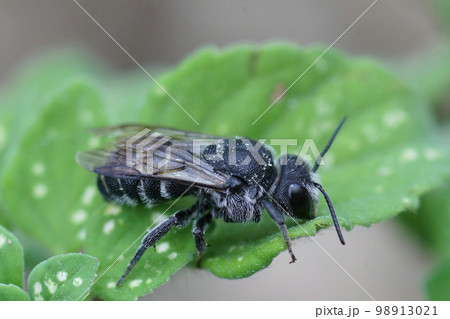Closeup of a Mediterranean black cleptoparasite cuckoo dark bee, Stelis simillima,  sitting on a green leaf 98913021