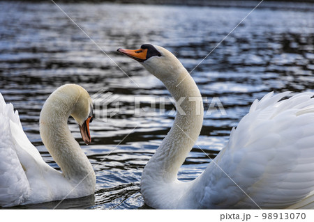 A couple of mute swans swim in the pond 98913070