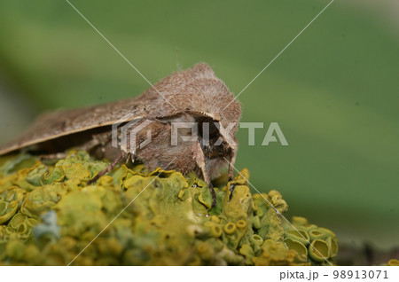 Frontal closeup on the Common Quaker owlet moth, Orthosia cerasi sitting on wood 98913071