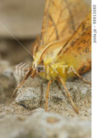 Closeup on the yellow Canary-shouldered Thorn geometer moth, Ennomos alniaria 98913080