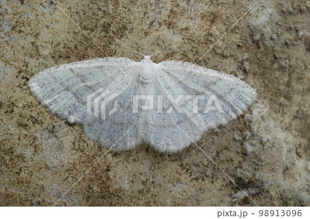 Closeup on the common white wave geometer moth, Cabera pusaria 98913096