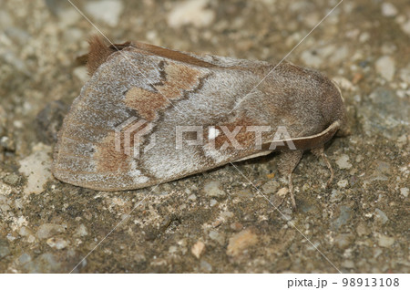 Closeup on the Pine-tree lappet, Dendrolimus pini sitting on wood 98913108