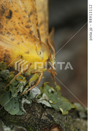 Closeup on the yellow Canary-shouldered Thorn geometer moth, Ennomos alniaria 98913112