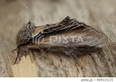 Closeup on the Swallow Prominent owlet moth, Pheosia tremula sitting on wood Closeup on the Swallow Prominent owlet moth, Pheosia tremula sitting on wood 98913115