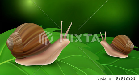 Snail on leaves concept background. Realistic illustration of snail on leaves vector concept background for web design Snail on leaves concept background. Realistic illustration of snail on leaves vector concept background for web design 98913851