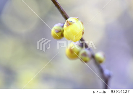甘い香りを漂わせる黄色い花(ロウバイの花) 甘い香りを漂わせる黄色い花(ロウバイの花) 98914127