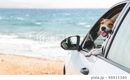 Cute happy dog looking out of car window with sea beach in background 98915380