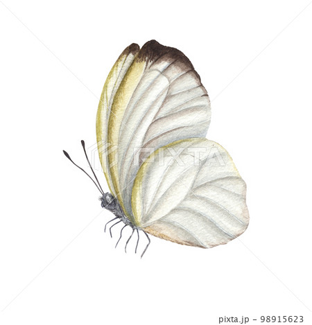 Watercolor cabbage butterflies isolated on white background. Perfect for wallpaper, print, textile, nursery, scrapbooking, wedding invitation, banner design, postcards, clothing 98915623