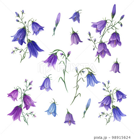 Set of watercolor wild flowers campanula isolated on white background. Perfect for template, wallpaper, print, textile, banner design, postcards, poster, decoration 98915624