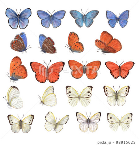 Set of watercolor different blue, orange, white butterflies isolated on white background. Perfect for wallpaper, print, textile, nursery, scrapbooking, wedding invitation, banner design, postcards Set of watercolor different blue, orange, white butterflies isolated on white background. Perfect for wallpaper, print, textile, nursery, scrapbooking, wedding invitation, banner design, postcards 98915625