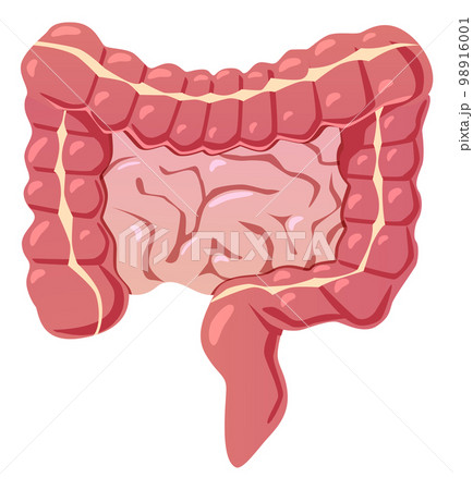 Intestines cartoon icon. Gut symbol. Digestive organ 98916001