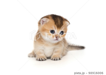 Small Scottish fold kitten Small Scottish fold kitten 98916006