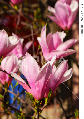 pink magnolia blossom closeup. spring nature background 98916423