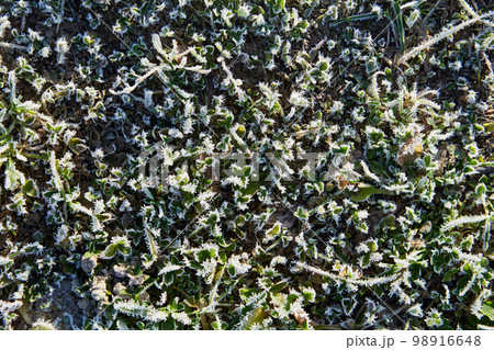 Morning frost formed hoarfrost on green grass. 98916648