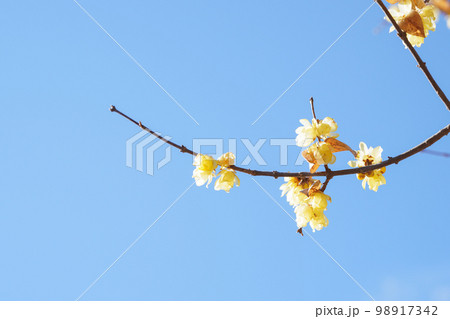 ロウバイ 98917342