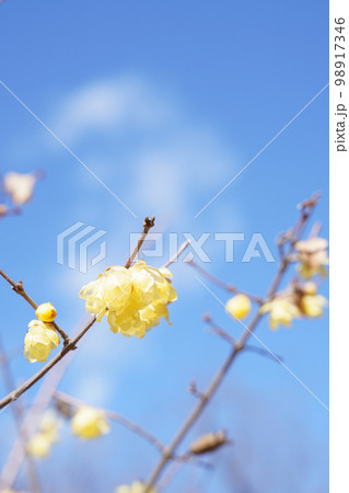 ロウバイ ロウバイ 98917346