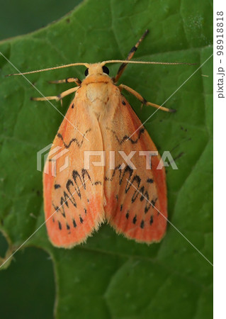 Closeup on the colorful pink Rosy Footman, Miltochrista miniata sitting on a green leaf Closeup on the colorful pink Rosy Footman, Miltochrista miniata sitting on a green leaf 98918818