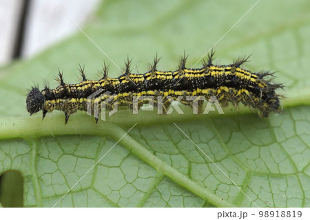 Closeup on the caterpillar of the colorful small tortoise-shell butterfly, Aglais urticae sitting on a leaf Closeup on the caterpillar of the colorful small tortoise-shell butterfly, Aglais urticae sitting on a leaf 98918819