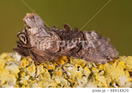 Closeup on the Spectable owlet moth, Abrostola tripartita sittting on lichen covered wood Closeup on the Spectable owlet moth, Abrostola tripartita sittting on lichen covered wood 98918820