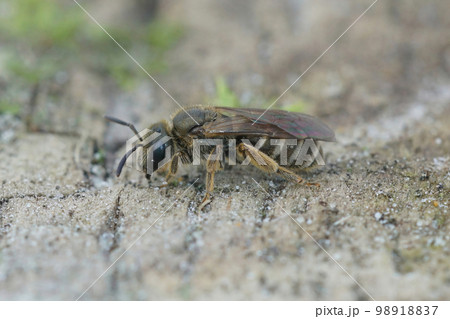 Closeup on a small female Bronze furrow bee, Halictus tumulorum sitting on wood 98918837