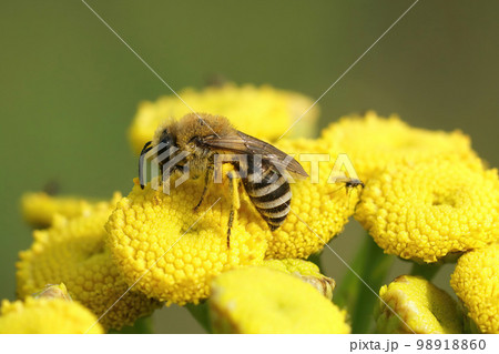 Closeup on a Davies' Cellophan bee, Colletes daviesanus , sitting on a yellow Tansy, Tanacetum vulgare, flower in the garden 98918860