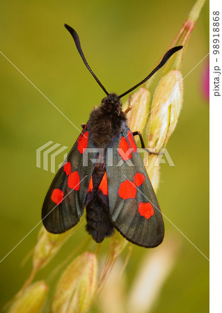 Vertical closeup on a colorful Five-spot Burnet moth, Zygaena trifolii Vertical closeup on a colorful Five-spot Burnet moth, Zygaena trifolii 98918868