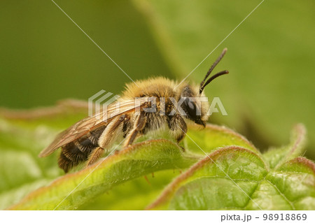 Closeup on a female Mellow miner solitary mining bee, Andrena mitis, sitting on top of a green leaf 98918869