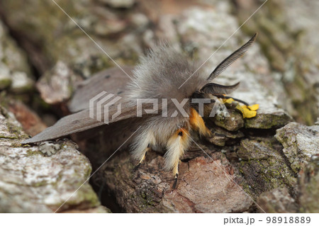 Closeup on a hairy grey colored Muslin moth, Diaphora mendica, sitting on wood 98918889