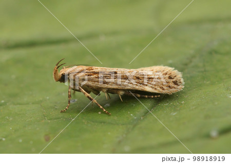 Closeup on a small brown Gelechiid plant parasite micro moth, Aroga velocella sitting on a green leaf 98918919