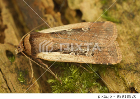 Closeup on the brown Flame shoulder owlet moth, Ochropleura plecta, sitting on wood 98918920