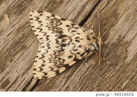 Closeup on the black arches tussock moth, Lymantria monacha, sitting on wood 98918928