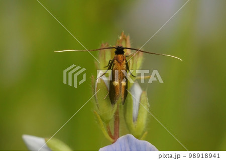 Natural vertical closeup on the rare Little longhorn micro moth, Cauchas fibulella, sitting against a blurred green background Natural vertical closeup on the rare Little longhorn micro moth, Cauchas fibulella, sitting against a blurred green background 98918941