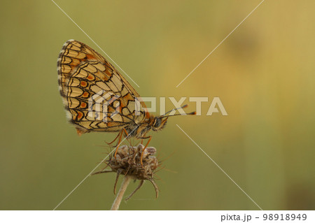 Closeup on the Mediterranean blue-eyed Provincal fritillary butterfly,Melitaea deione, sittng with closed wings in the shade 98918949