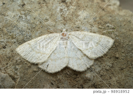 Closeup on the Common wave geometer moth, Cabera exanthemata , with spread wings 98918952