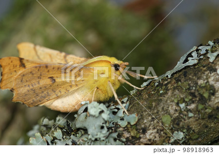Closeup on the Yellow Canary-shouldered Thorn geometer moth, Ennomos alniaria, sitting on wood Closeup on the Yellow Canary-shouldered Thorn geometer moth, Ennomos alniaria, sitting on wood 98918963