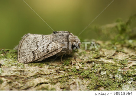 Closeup on the pale oak eggar moth, Trichiura crataegi, sitting on wood Closeup on the pale oak eggar moth, Trichiura crataegi, sitting on wood 98918964