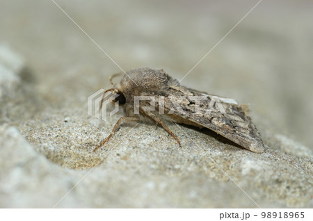 Closeup on flounced rustic owlet moth, Luperina testacea 98918965