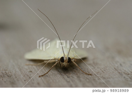 Closeup on the white colored carrot seed moth, Sitochroa palealis, sitting on wood 98918989
