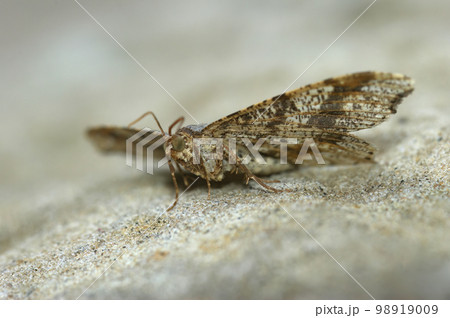 Closeup on the Peacock geometer Moth, Macaria notata 98919009