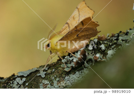 Closeup on the Yellow Canary-shouldered Thorn geometer moth, Ennomos alniaria, sitting on wood 98919010